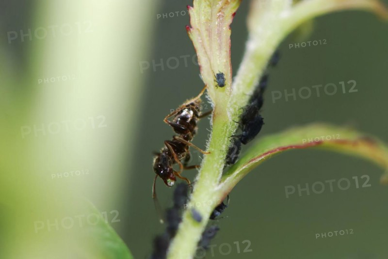 Ant and lice on a plant stem