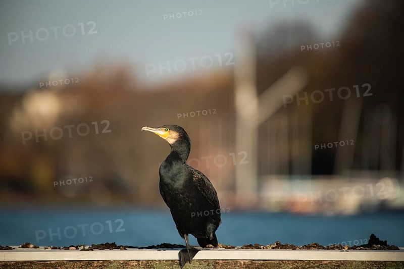 Great cormorant (Phalacrocorax carbo), Alster, Hamburg, Germany, Europe