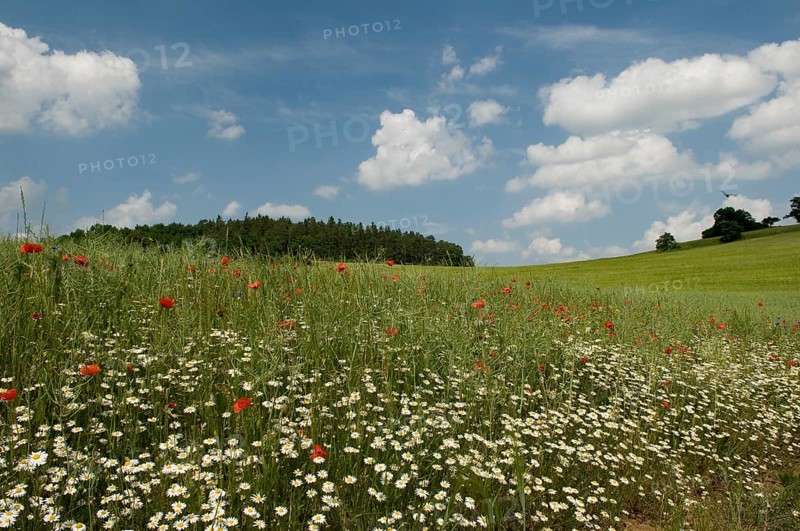 Grain field with field margin