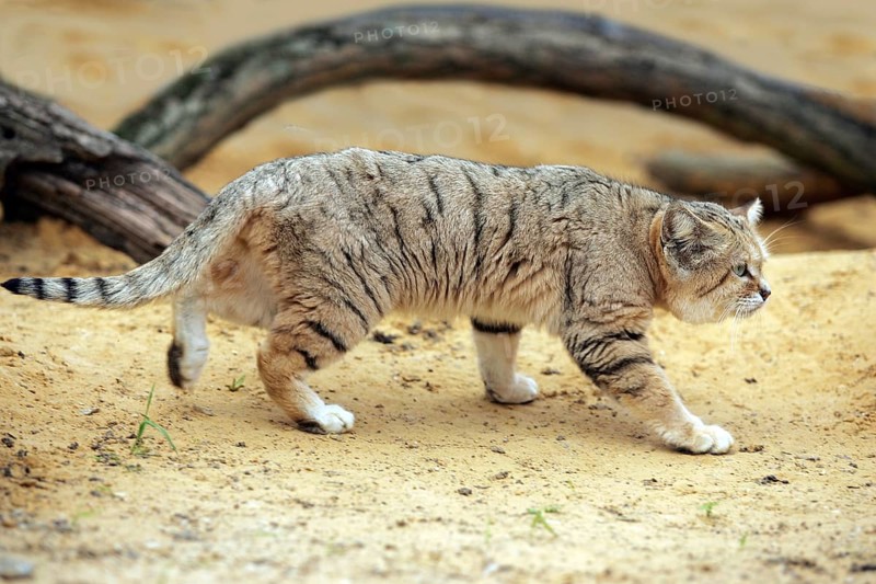 Sand Cat (felis margarita), Adult