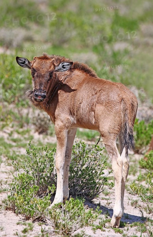 Very young wildebeest, Etosha, Namibia, very young wildebeest, Etosha, Namibia, Africa