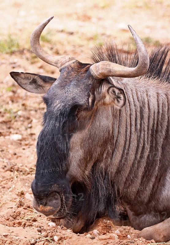 Streifengnu, blue wildebeest (Connochaetes taurinus), S