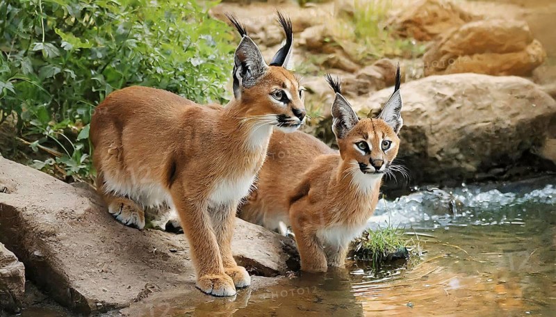 AI generated, animal, animals, mammal, mammals, biotope, habitat, two, female, juvenile, foraging, wildlife, Africa, South Africa, Asia, Central Asia, steppes, cat, cats, predator, caracal, desert lynx, caracal caracal), rests, hunts. jumps, Africa