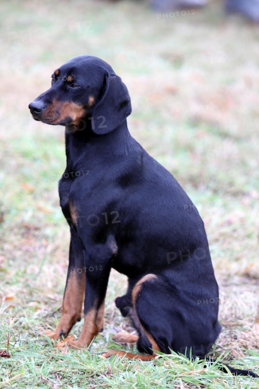 Brandlbracke at a hunting dog training course