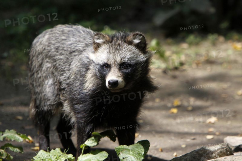 Tanuki