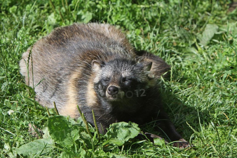 Tanuki