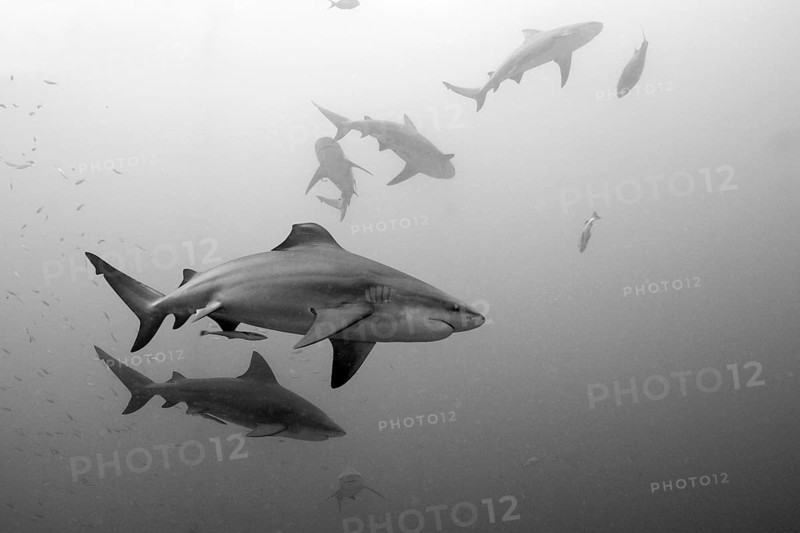 Bull sharks, Carcharhinus leucas, Beqa Lagoon, Viti Levu, Fiji, Oceania
