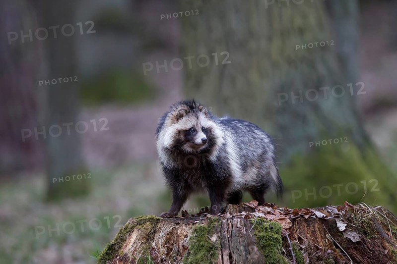 Marderhund, Nyctereutes procyonoides, common raccoon dog