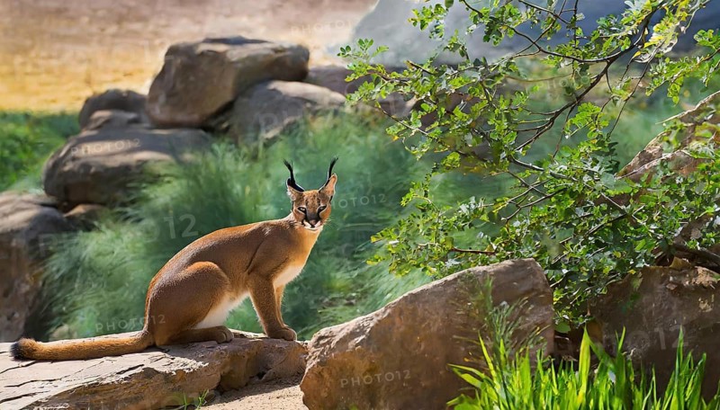 AI generated, animal, animals, mammal, mammals, biotope, habitat, a, individual, foraging, wildlife, Africa, South Africa, Asia, Central Asia, steppes, cat, cats, predator, caracal, desert lynx, caracal caracal), rests, hunts. jumps, Africa