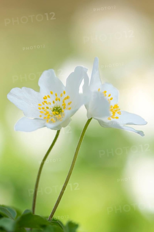 Anemone