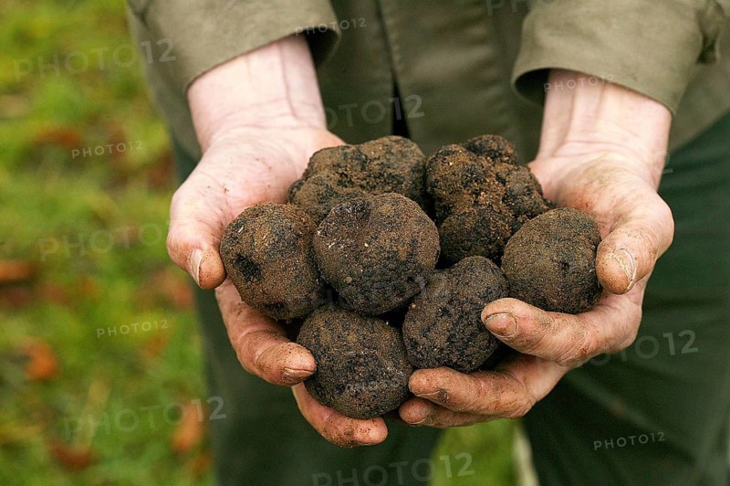 Black truffle (tuber melanosporum), Perigord truffle, Perigord truffle, Perigord truffle, Black truffle, Black truffle, Mushrooms, PERIGORD TRUFFLE, DROME IN THE SOUTH EAST OF FRANCE