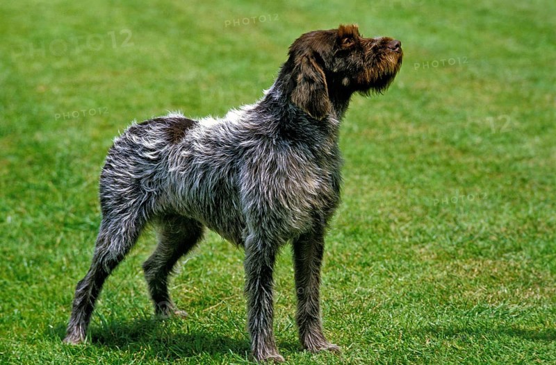 Korthaler dog or wirehaired Griffon, dog standing on lawn