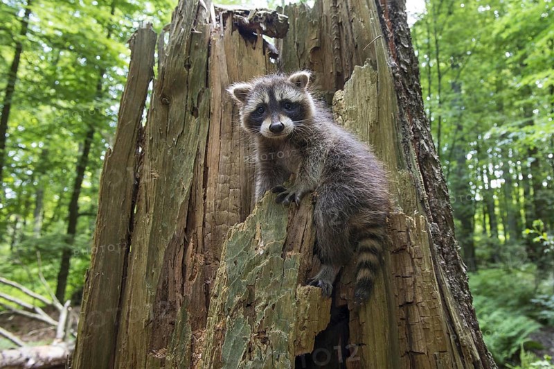 Raccoon (Procyon lotor) , Young animal, Lower Saxony, Germany, Europe