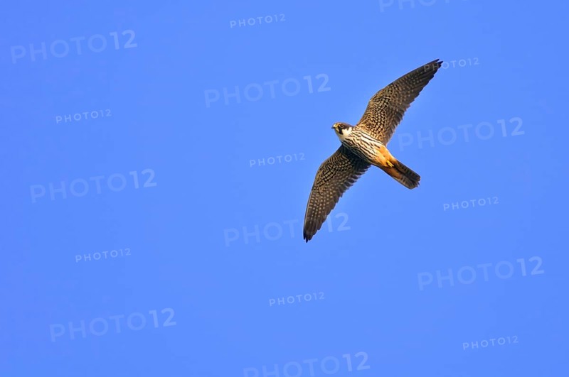 Eurasian hobby (Falco subbuteo) exempted, Lower Saxony, Germany, Europe