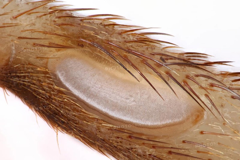 Tympanal organ (auditory organ) of a cricket (Gryllidae)
