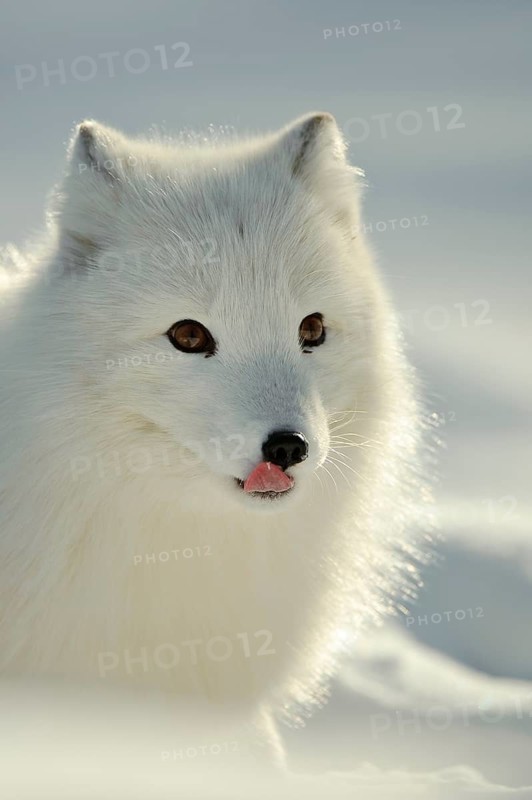 Arctic fox (Alopex lagopus) (Vulpes lagopus)