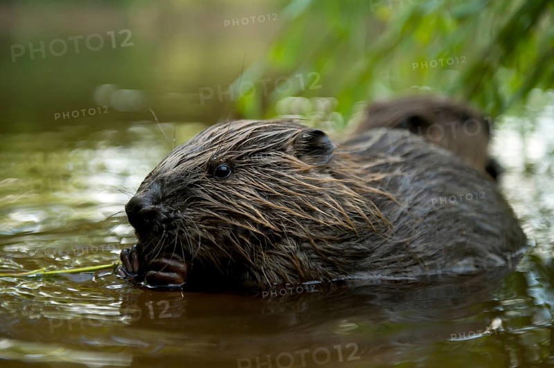European beaver (Castor fiber), juvenile, Rosenheim, Bavaria, Germany, Europe