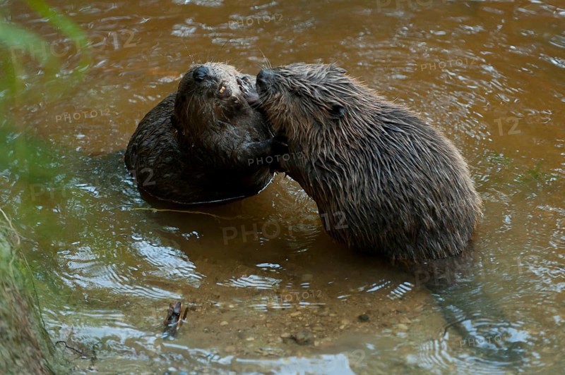 European beaver (Castor fiber), Rosenheim, Bavaria, Germany, Europe