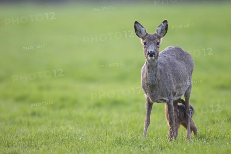 Doe during change of coat suckles her fawn (European Roe (Capreolus capreolus) Deer), Roe Deer doe during change of coat suckles her fawn (European Roe Deer) (Western Roe Deer)