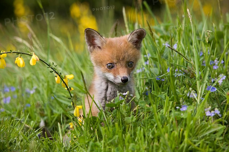 RED FOX (vulpes vulpes), PUP WITH FLOWERS, NORMANDY IN FRANCE