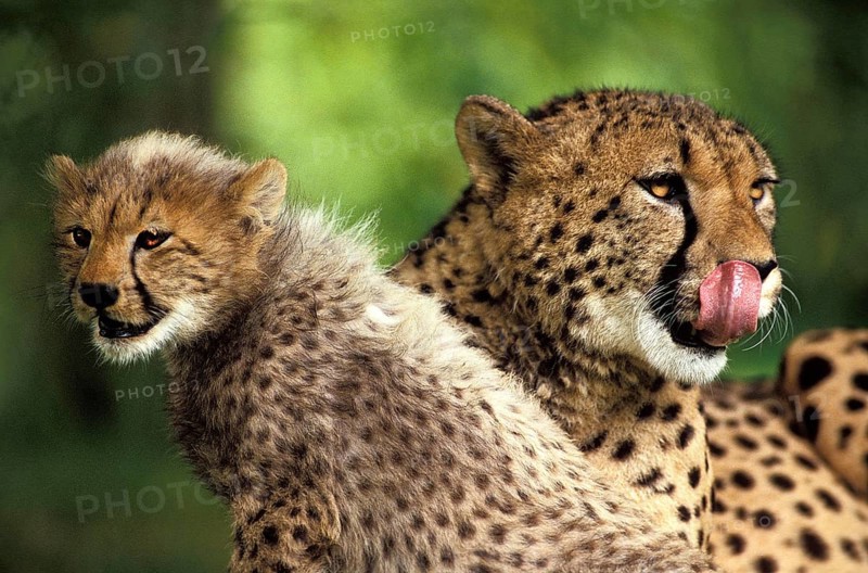 Cheetah (acinonyx jubatus), Mother and Cub, Licking its Nose, Masai Mara Park in Kenya