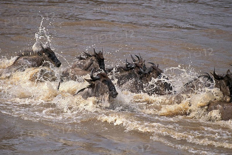 Blue Wildebeest (connochaetes taurinus), Herd crossing Mara River during Migration, Masai Mara Park in Kenya