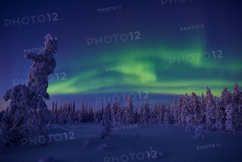 Northern Lights (Aurora borealis), Stubba Nature Reserve, Laponia World Heritage Site, Norrbotten, Lapland, Sweden, December 2014, Europe