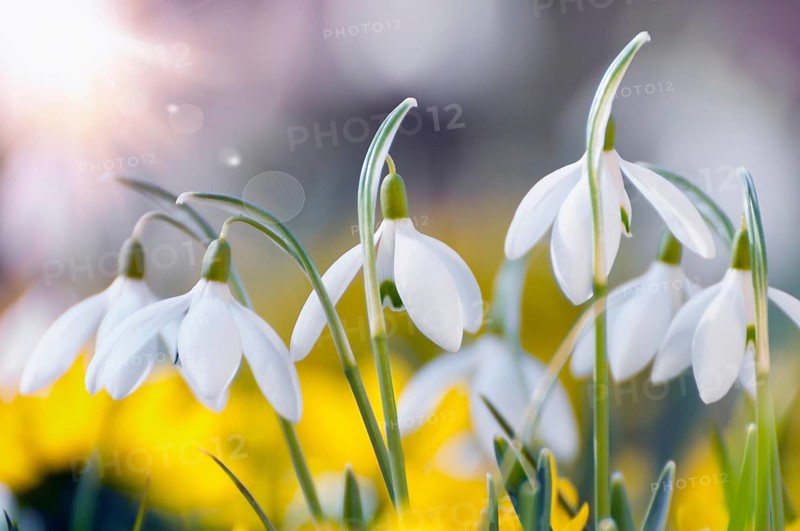 Blooming snowdrops and winter aconites in early spring, backlit, close-up. Blooming snowdrops and yellow Eranthis hyemalis in spring, in late February, early March. Close up, backlight situation. Shallow depth of field