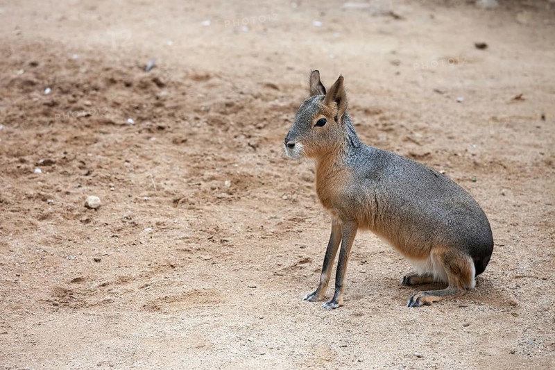 Mara, Dolichotis patagonum, Patagonian cavy, big rodent, relative of guinea pig, common in Patagonian steppes of Argentina, South America