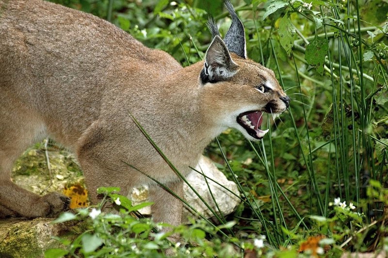 caracal (CARACAL caracal) ADULT SNARLING IN THREAT POSTURE