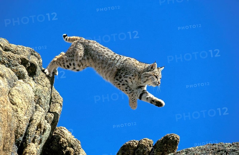 BOBCAT (lynx rufus), ERWACHSENER SPRINGT VOM FELSEN, KANADA