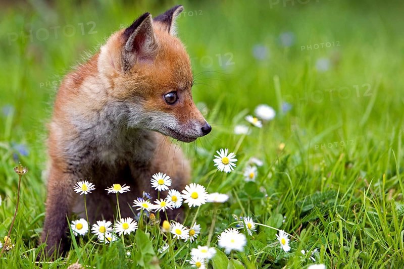 RED FOX (vulpes vulpes), CUB WITH DAISIES, NORMANDY