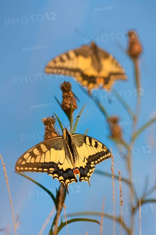 Swallowtail (Papilio machaon) North Rhine-Westphalia, Germany, Europe