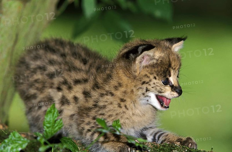 Serval (leptailurus serval), Cub