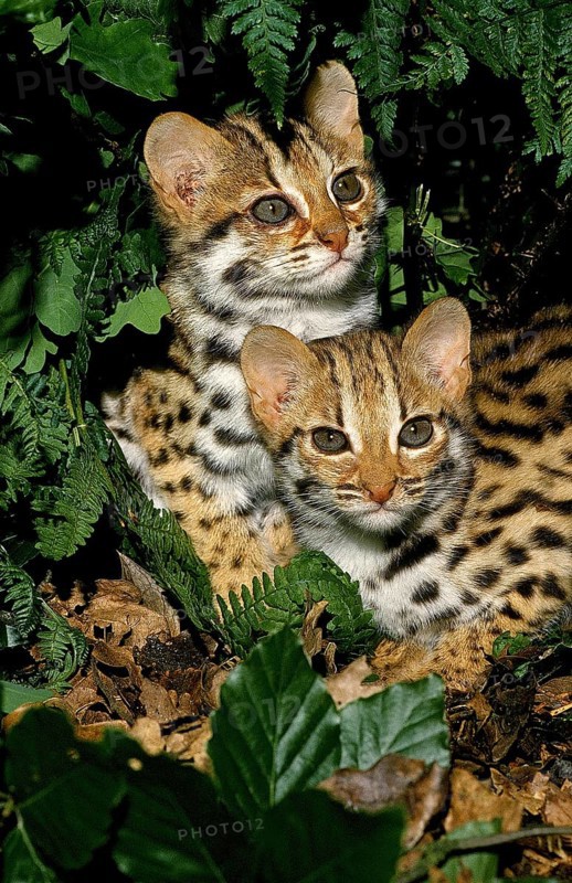 LEOPARD CAT (prionailurus bengalensis), YOUNGS