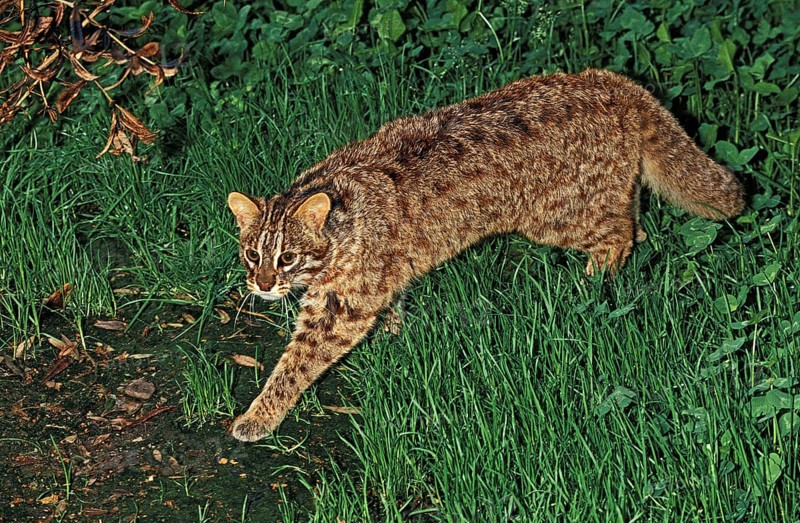 AMUR LEOPARD CAT (prionailurus bengalensis) OR SIBERIAN LEOPARD CAT euptilura