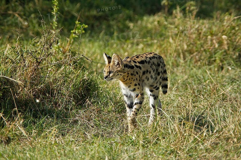 Serval (leptailurus serval), Adult, Masai Mara Park in Kenya