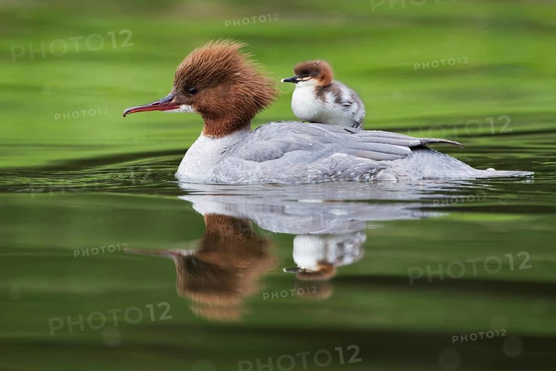 Common merganser (Mergus merganser), female with chicks, Germany, Europe