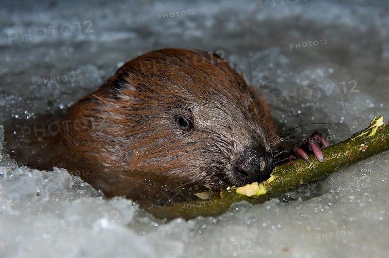 European beaver (Castor fiber), Rosenheim, Bavaria, Germany, Europe