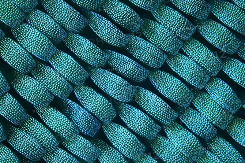 Scales of a butterfly wing strongly enlarged