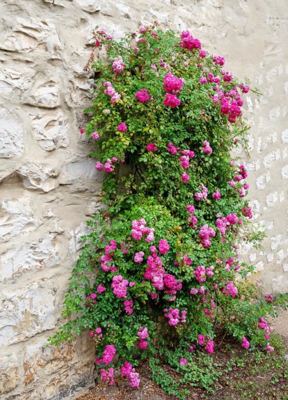 Pink rambler rose climbing an old wall