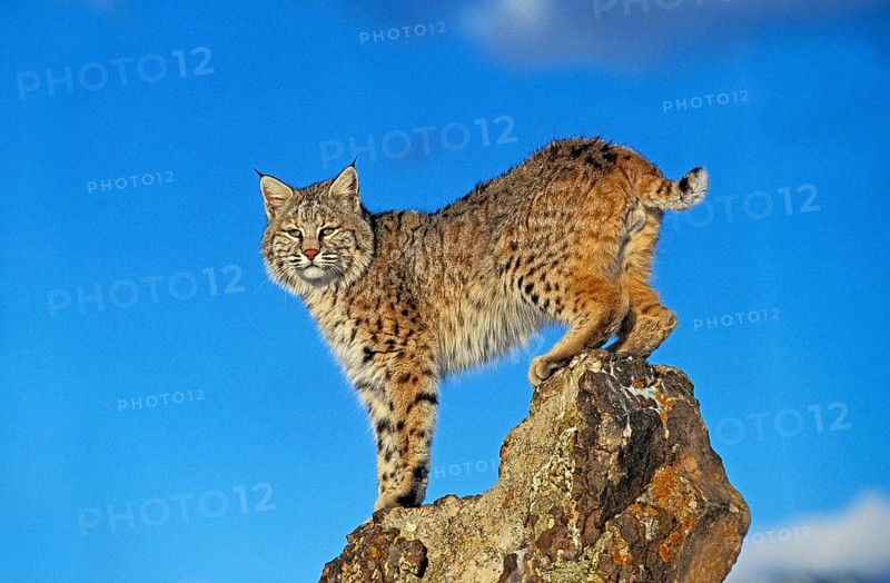 BOBCAT (lynx rufus), ADULT ON ROCK, CANADA