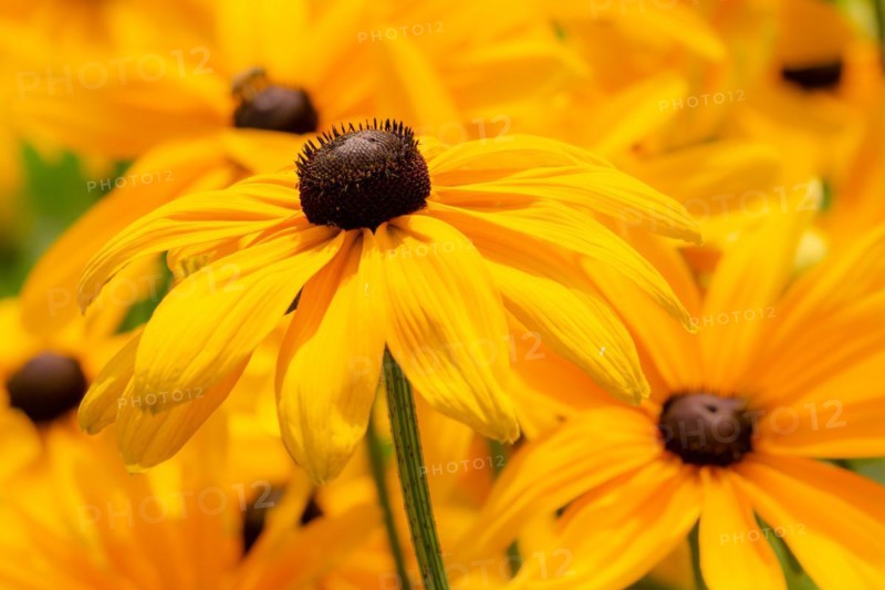 Flowerbed with yellow (echinacea) flowers - selective focus
