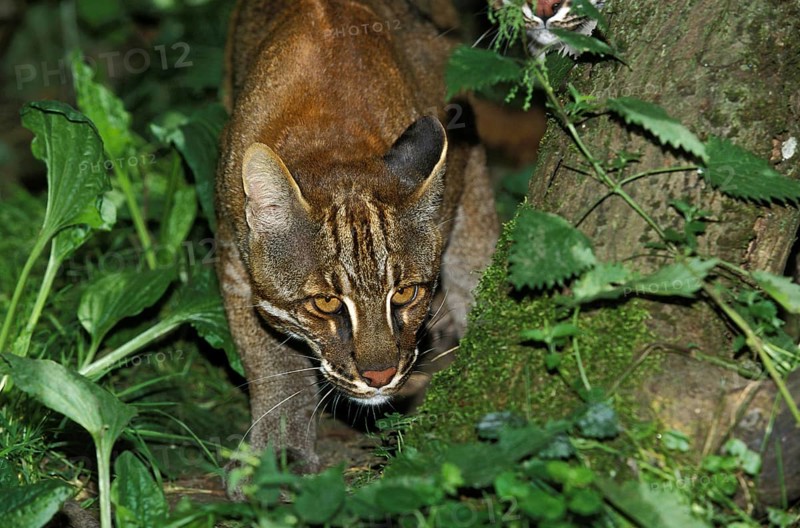 Asian Golden Cat or Temmink's Cat, catopuma temmincki, Adult