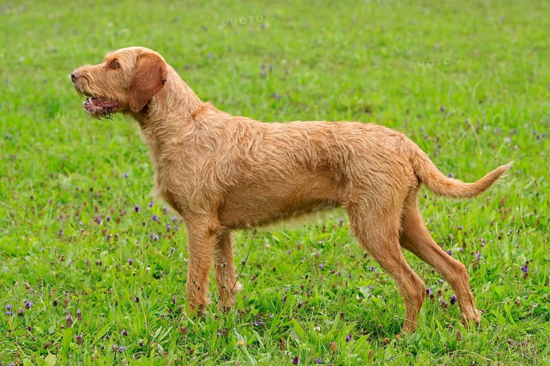 Wirehaired Hungarian Pointing Dog, bitch, wirehaired Vizsla, sideways