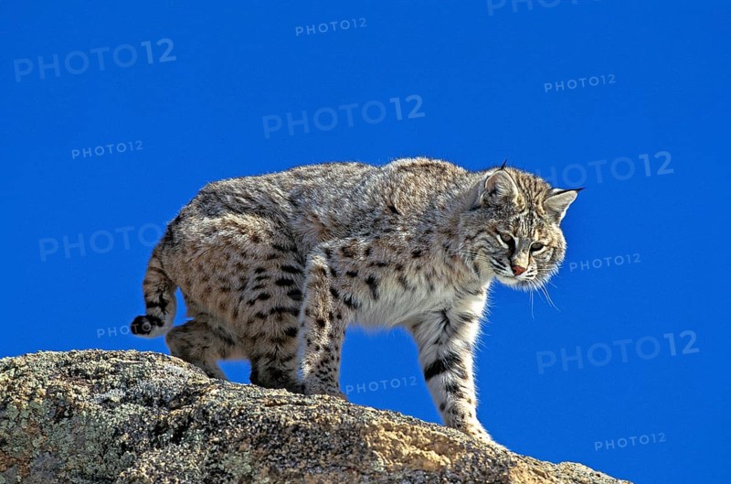 Bobcat (lynx rufus), Adult standing on Rocks, Canada, North America