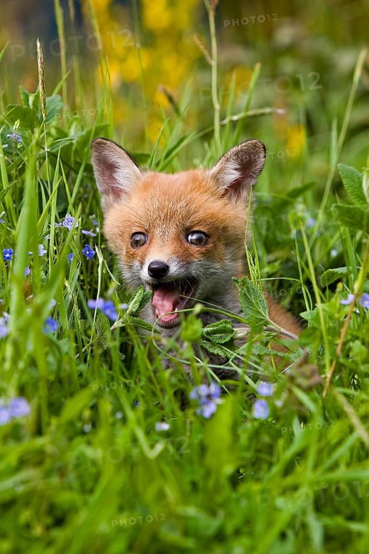 Red Fox (vulpes vulpes), Puppy with Flowers, Normandy