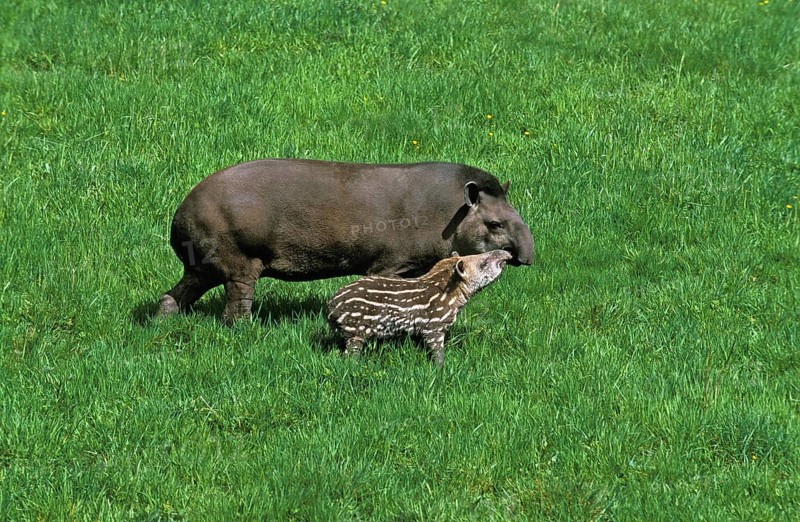 LOWLAND TAPIR (tapirus terrestris), FEMALE WITH YOUNG