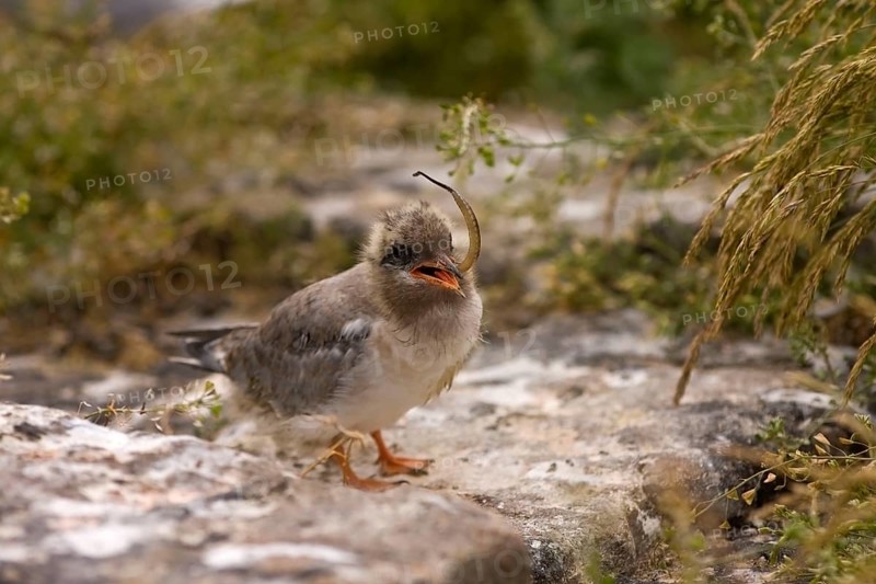 Arctic Tern (Sterna paradisaea), young