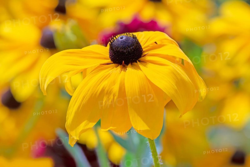 Flowerbed with yellow (echinacea) flowers - selective focus